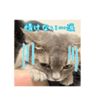 O次郎のいる生活（個別スタンプ：7）