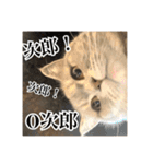 O次郎のいる生活（個別スタンプ：12）
