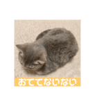 O次郎のいる生活（個別スタンプ：14）