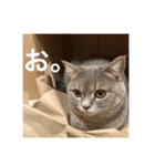 O次郎のいる生活（個別スタンプ：16）