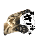 るぅ。の にゃんこ指定【がざだばぱ】（個別スタンプ：2）