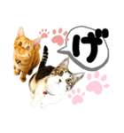 るぅ。の にゃんこ指定【がざだばぱ】（個別スタンプ：4）