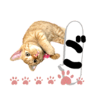 るぅ。の にゃんこ指定【がざだばぱ】（個別スタンプ：5）