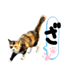 るぅ。の にゃんこ指定【がざだばぱ】（個別スタンプ：6）