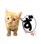 るぅ。の にゃんこ指定【がざだばぱ】（個別スタンプ：8）