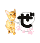 るぅ。の にゃんこ指定【がざだばぱ】（個別スタンプ：9）