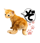 るぅ。の にゃんこ指定【がざだばぱ】（個別スタンプ：10）