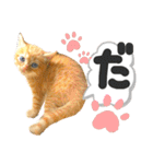 るぅ。の にゃんこ指定【がざだばぱ】（個別スタンプ：11）