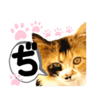 るぅ。の にゃんこ指定【がざだばぱ】（個別スタンプ：12）