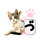 るぅ。の にゃんこ指定【がざだばぱ】（個別スタンプ：13）