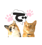 るぅ。の にゃんこ指定【がざだばぱ】（個別スタンプ：14）