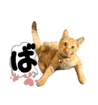 るぅ。の にゃんこ指定【がざだばぱ】（個別スタンプ：16）
