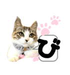 るぅ。の にゃんこ指定【がざだばぱ】（個別スタンプ：17）