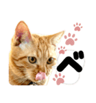 るぅ。の にゃんこ指定【がざだばぱ】（個別スタンプ：19）