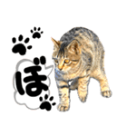るぅ。の にゃんこ指定【がざだばぱ】（個別スタンプ：20）