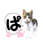 るぅ。の にゃんこ指定【がざだばぱ】（個別スタンプ：21）