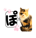 るぅ。の にゃんこ指定【がざだばぱ】（個別スタンプ：25）