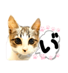 るぅ。の にゃんこ指定【がざだばぱ】（個別スタンプ：27）