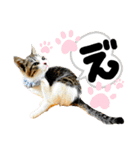 るぅ。の にゃんこ指定【がざだばぱ】（個別スタンプ：29）