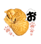 るぅ。の にゃんこ指定【がざだばぱ】（個別スタンプ：30）