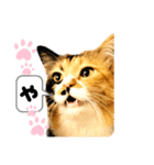 るぅ。の にゃんこ指定【がざだばぱ】（個別スタンプ：31）
