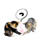 るぅ。の にゃんこ指定【がざだばぱ】（個別スタンプ：34）