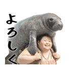 マナティーとポジティブデブの明るい返信（個別スタンプ：12）