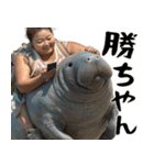 マナティーとポジティブデブの明るい返信（個別スタンプ：25）