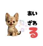 AIチワワのらんちゃん私的日常会話編（個別スタンプ：1）