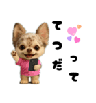 AIチワワのらんちゃん私的日常会話編（個別スタンプ：10）