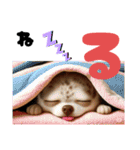 AIチワワのらんちゃん私的日常会話編（個別スタンプ：12）