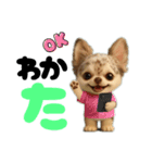 AIチワワのらんちゃん私的日常会話編（個別スタンプ：36）