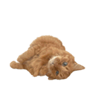 猫を見せびらかしたいだけのスタンプ（個別スタンプ：4）