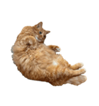 猫を見せびらかしたいだけのスタンプ（個別スタンプ：5）