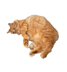 猫を見せびらかしたいだけのスタンプ（個別スタンプ：6）