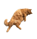 猫を見せびらかしたいだけのスタンプ（個別スタンプ：9）