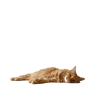 猫を見せびらかしたいだけのスタンプ（個別スタンプ：10）
