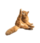 猫を見せびらかしたいだけのスタンプ（個別スタンプ：12）