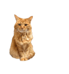 猫を見せびらかしたいだけのスタンプ（個別スタンプ：13）