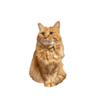 猫を見せびらかしたいだけのスタンプ（個別スタンプ：14）