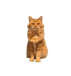 猫を見せびらかしたいだけのスタンプ（個別スタンプ：15）
