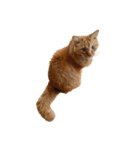 猫を見せびらかしたいだけのスタンプ（個別スタンプ：16）