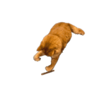 猫を見せびらかしたいだけのスタンプ（個別スタンプ：22）