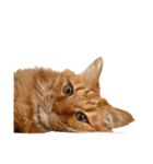 猫を見せびらかしたいだけのスタンプ（個別スタンプ：25）