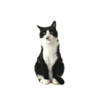 猫を見せびらかしたいだけのスタンプ（個別スタンプ：34）