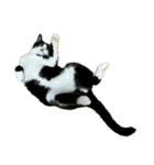 猫を見せびらかしたいだけのスタンプ（個別スタンプ：36）
