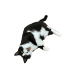 猫を見せびらかしたいだけのスタンプ（個別スタンプ：37）