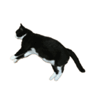 猫を見せびらかしたいだけのスタンプ（個別スタンプ：39）