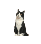 猫を見せびらかしたいだけのスタンプ（個別スタンプ：40）