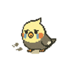 ドット絵オカメインコちゃん（個別スタンプ：8）